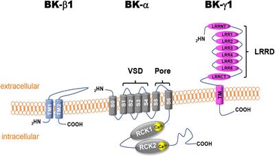 Coronary Large Conductance Ca2+-Activated K+ Channel Dysfunction in Diabetes Mellitus